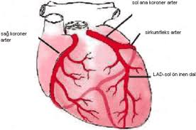 kalp-damar hastalıkları