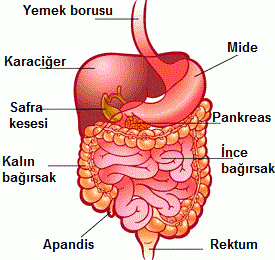sindirim sistemi