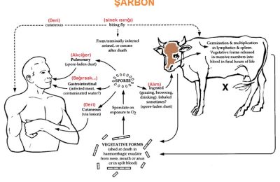 Şarbon