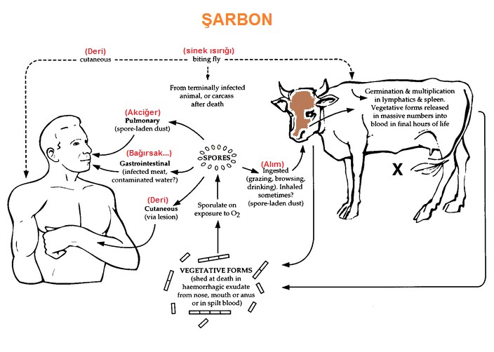 Şarbon