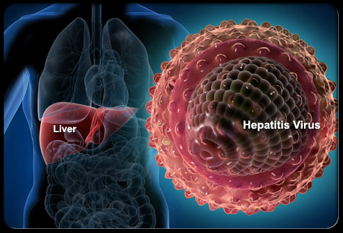 Hepatit B Virüsü ve Karaciğer