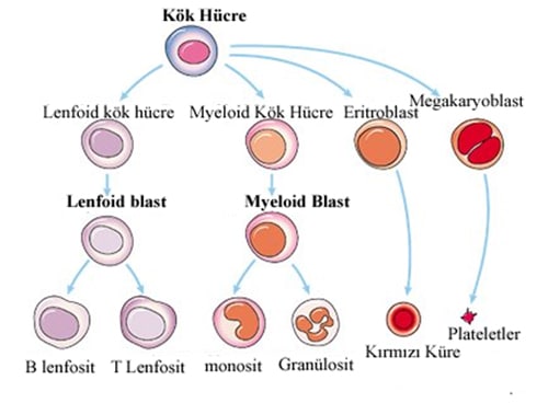 Kök Hücre ve Kan Hücrelerinin Üretmi