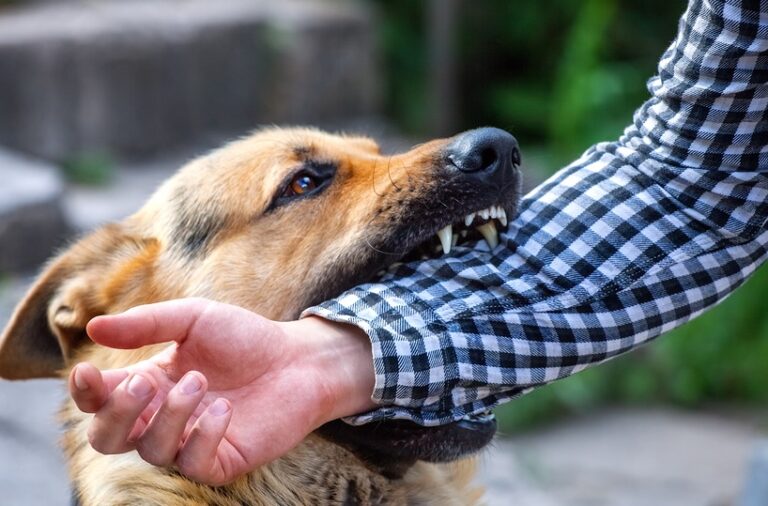 Köpek Isırmasında ne yapılır? Sağlık Hep Sağlık