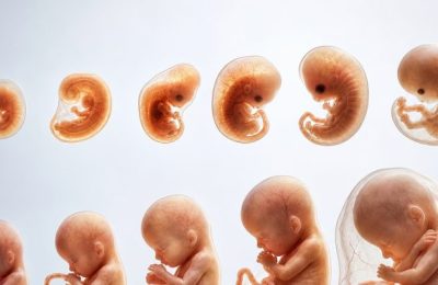 Bebeğiniz anne karnında haftalar içinde nasıl bir gelişim gösteriyor?