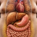 Obezite Vücudunuzu Gizlice Nasıl Değiştiriyor Bilinmeyen Etkileri Nelerdir?