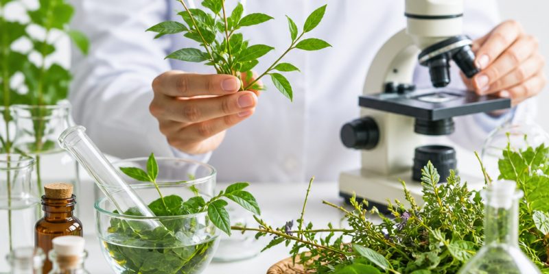 Şifalı Bitkileri Kullanırken İpin Ucunu Kaçırmamak İçin Ne Yapmalı?